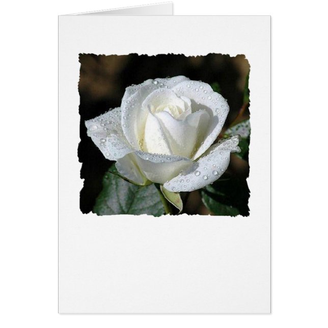 White Rose with Dew (Front)