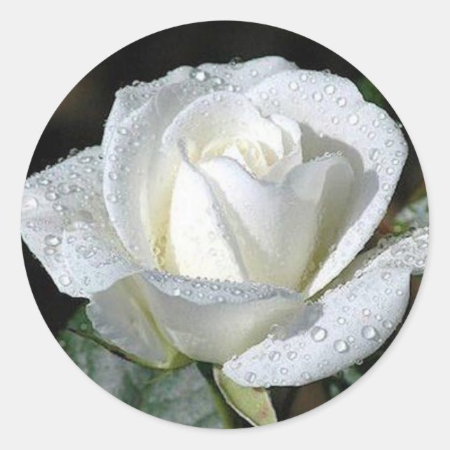 White Rose with Dew Classic Round Sticker (Front)