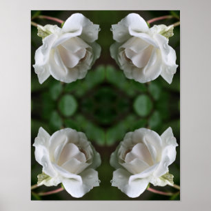 White Rose With Raindrops Abstract Poster