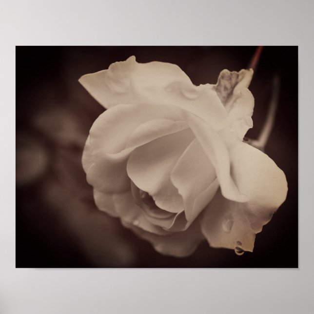 White Rose With Raindrops In Sepia Poster (Front)