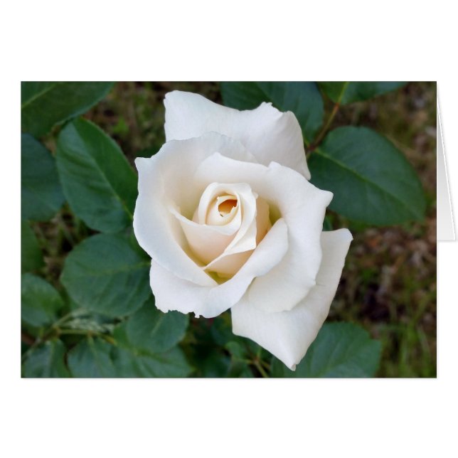 white rosebud (Front Horizontal)
