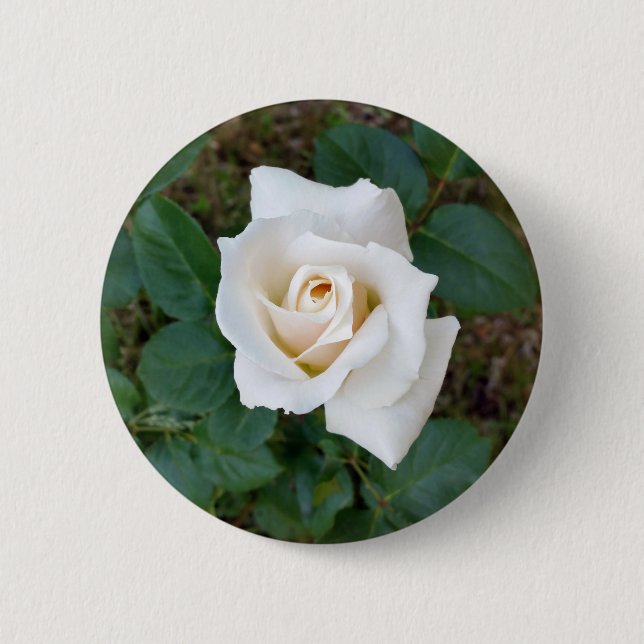 white rosebud 2 inch round button (Front)