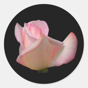 White Rosebud Flower  Classic Round Sticker