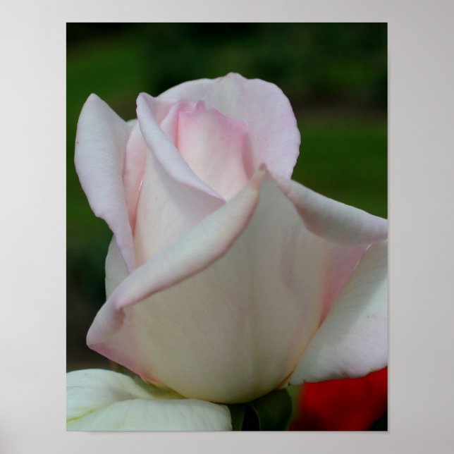 White Rosebud Flower  Poster (Front)