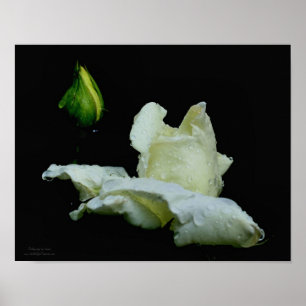 White Rosebud Flower Poster