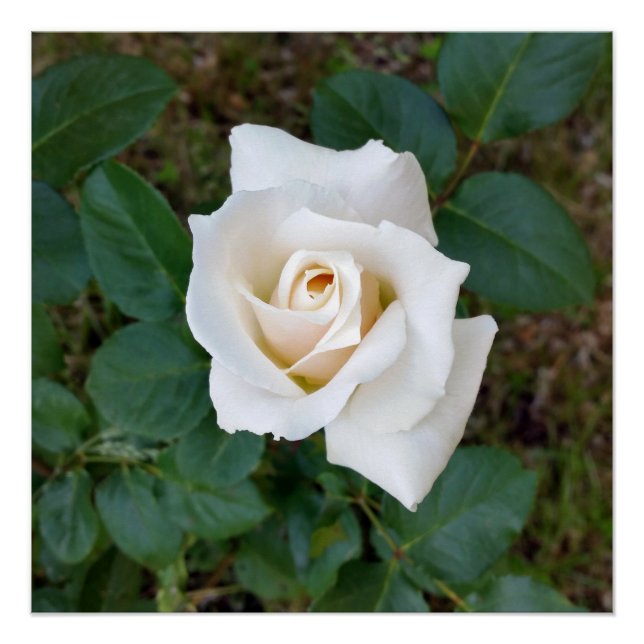 white rosebud poster (Front)