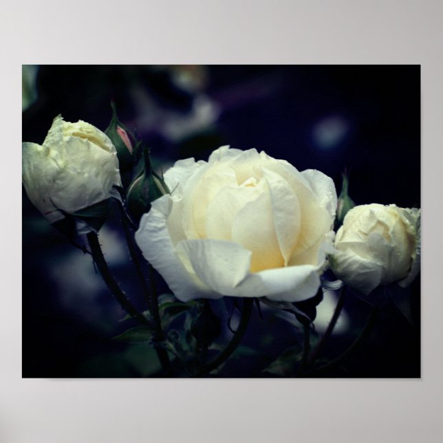 White Rosebud Trio Floral  Poster (Front)