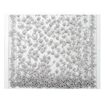 White Roses A