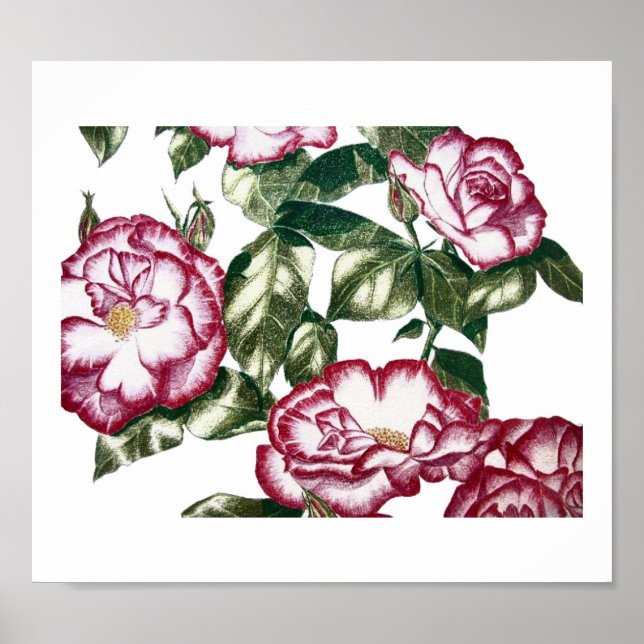 White Roses No2 Poster (Front)
