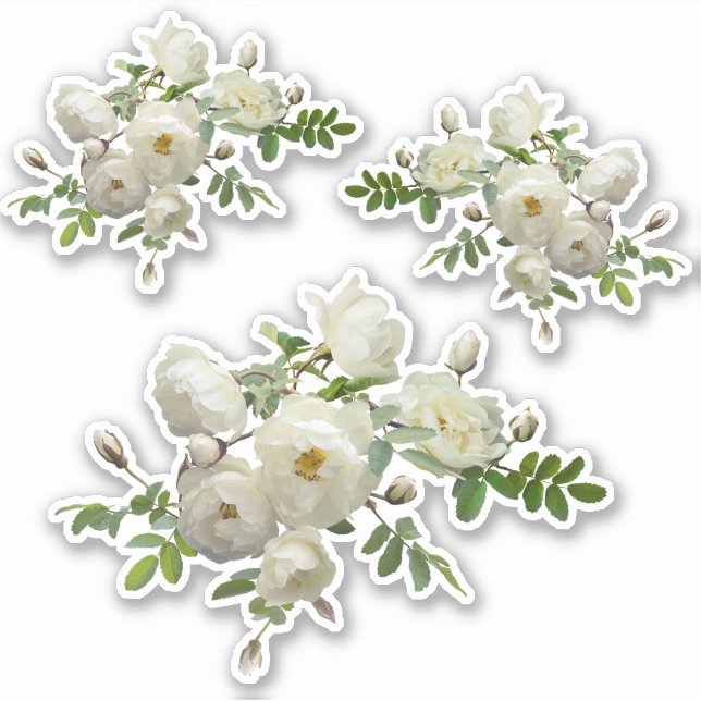 White Roses on a Branch Scrapbook Stationery  (Front)