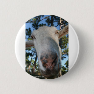 White saanen dairy goat doe nose close up HI 2 Inch Round Button
