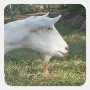 white saanen goat doe against green square sticker