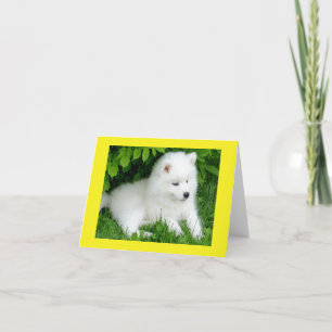 White Samoyed Puppy Dog Blank Note Card