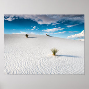 White Sands Blue Sky Yucca, Nouveau-Mexique Poster