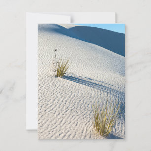 White Sands Desert Dunes Landscape  Postcard