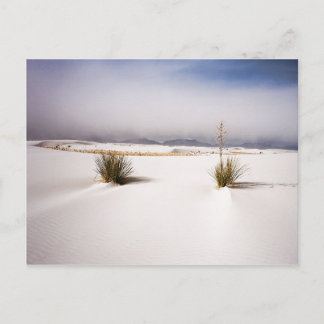 White Sands Morning postcard