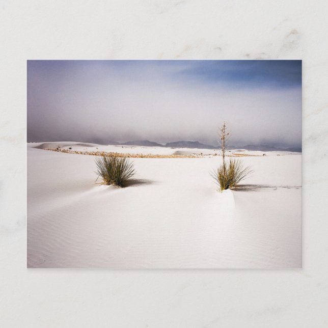 White Sands Morning postcard (Front)