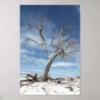 White Sands Zion National Park  Photo