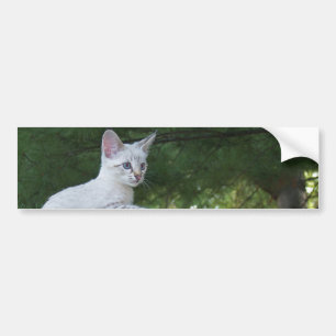 White Savannah Cat Background Bumper Sticker