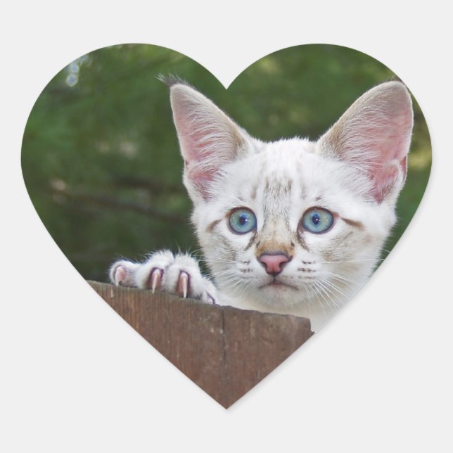 White Savannah Cat Heart Sticker (Front)