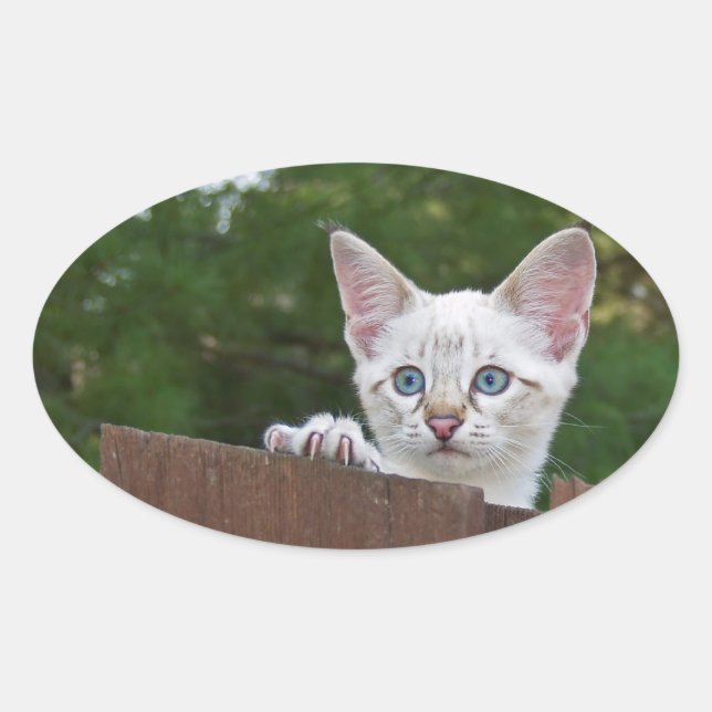White Savannah Cat Oval Sticker (Front)