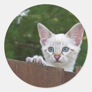 White Savannah Cat Round Sticker