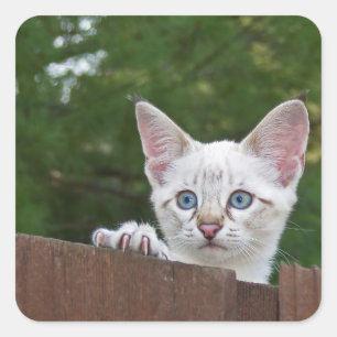 White Savannah Cat Square Sticker