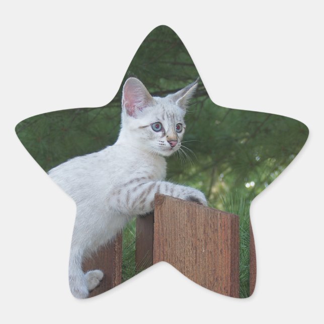 White Savannah Cat Star Sticker (Front)