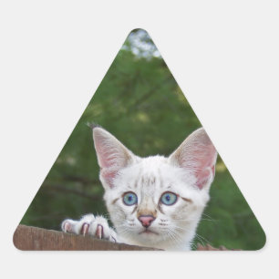White Savannah Cat Triangle Sticker