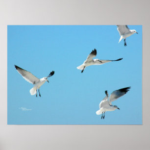 White Seagulls flying Poster