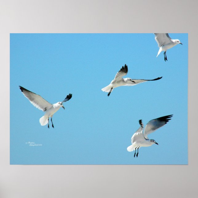 White Seagulls flying Poster (Front)