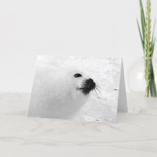 White Seal Holiday Card