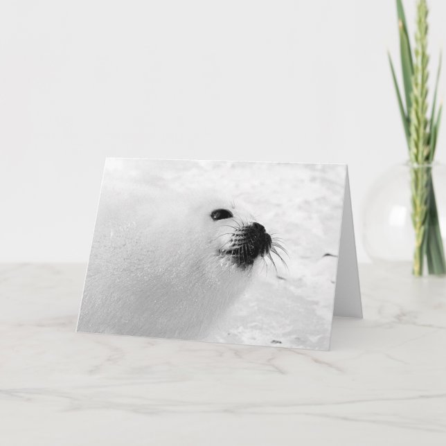 White Seal Holiday Card (Front)