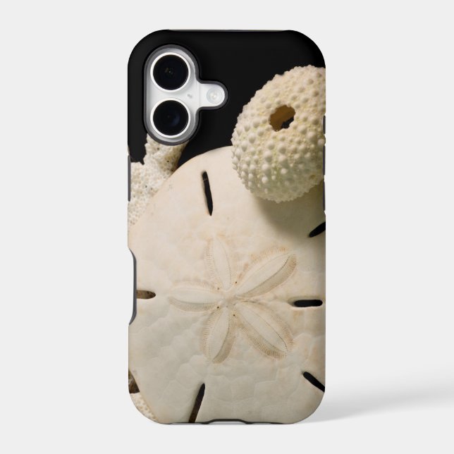 White Seashells And Sand Dollar (Back)