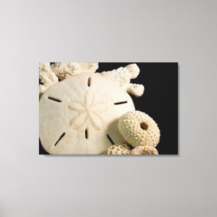 White Seashells And Sand Dollar Canvas Print