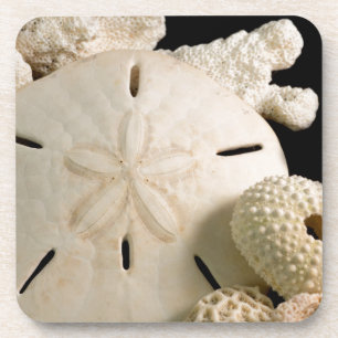 White Seashells And Sand Dollar Coaster