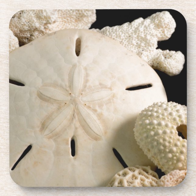 White Seashells And Sand Dollar Coaster (Front)