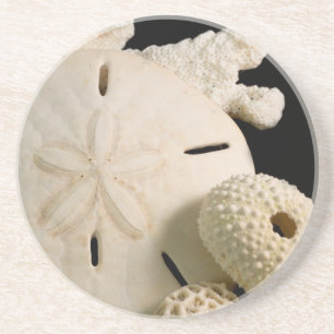 White Seashells And Sand Dollar Coaster