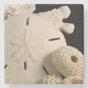 White Seashells And Sand Dollar Stone Coaster