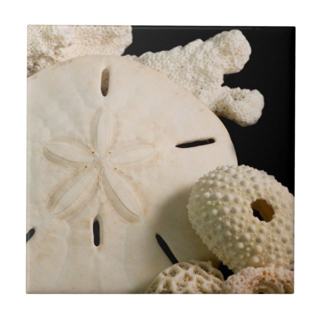 White Seashells And Sand Dollar Tile (Front)