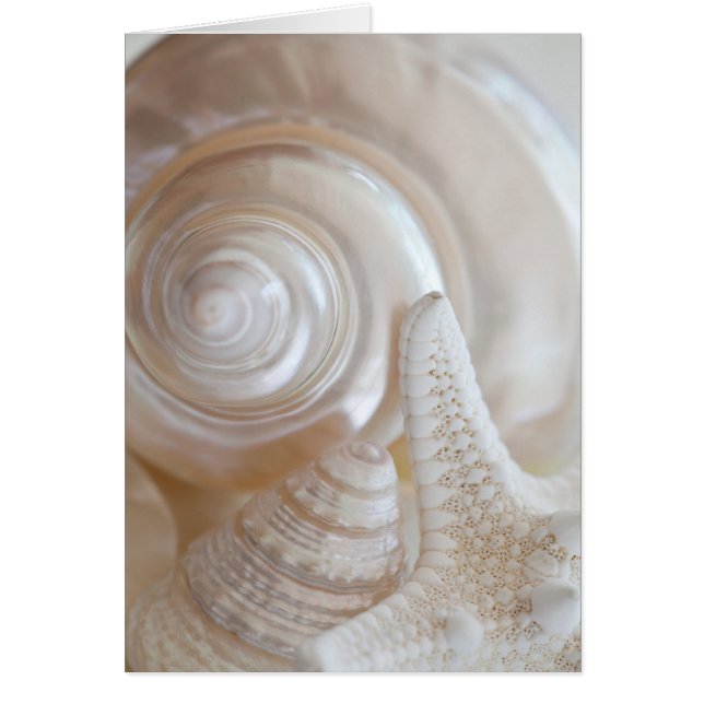 White Seashells Starfish Tropical Beach Sea Shells (Front)