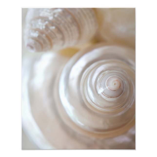 White Seashells Tropical Beach Sea Shells Coastal Photo Print (Front)