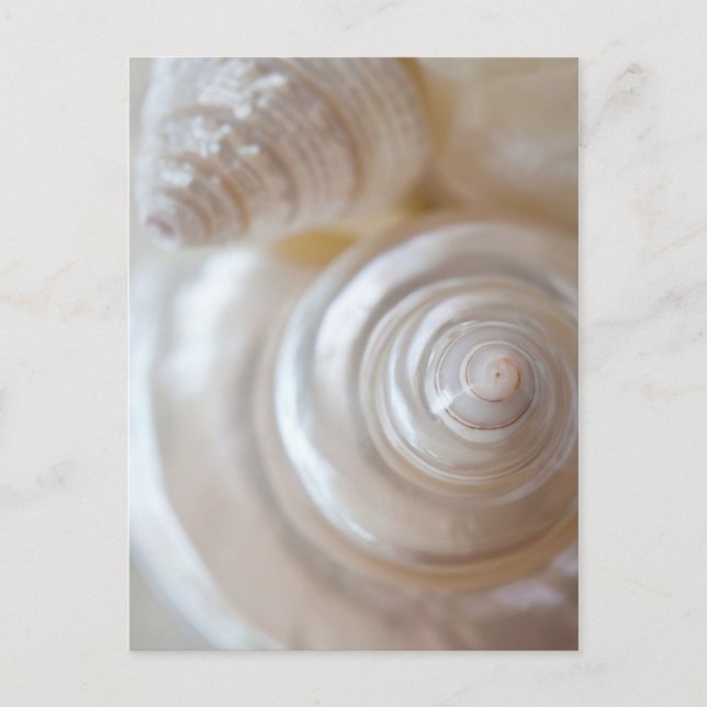 White Seashells Tropical Beach Sea Shells Coastal Postcard (Front)
