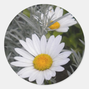 White Shasta Daises (w/Gold) Stickers