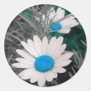 White Shasta Daisies (w/Teal blue) stickers