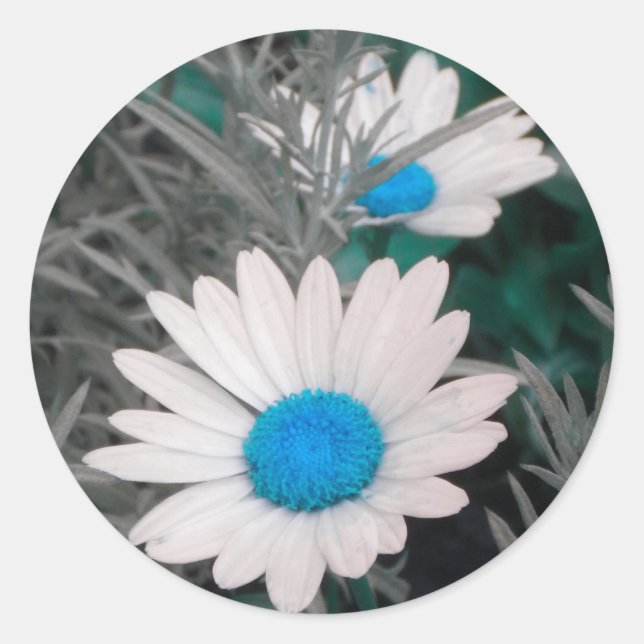 White Shasta Daisies (w/Teal blue) stickers (Front)