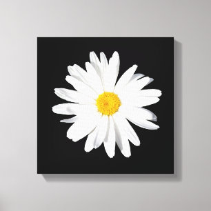 White Shasta Daisy Canvas Print Wall Decor