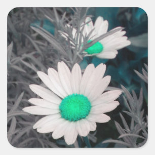 White Shasta Daisy (w/Aqua) Stickers