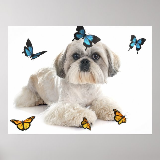 White Shih Tzu Dog  Poster