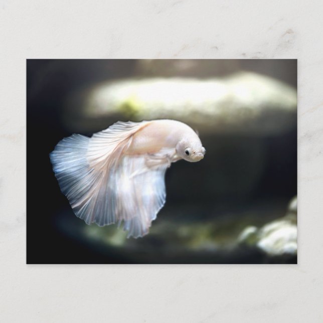 White Siamese Fighting Fish Postcard (Front)